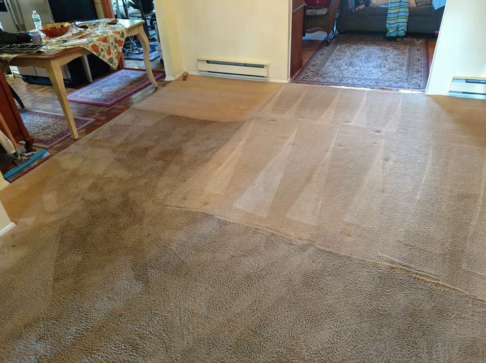 Carpet steam extraction in progress